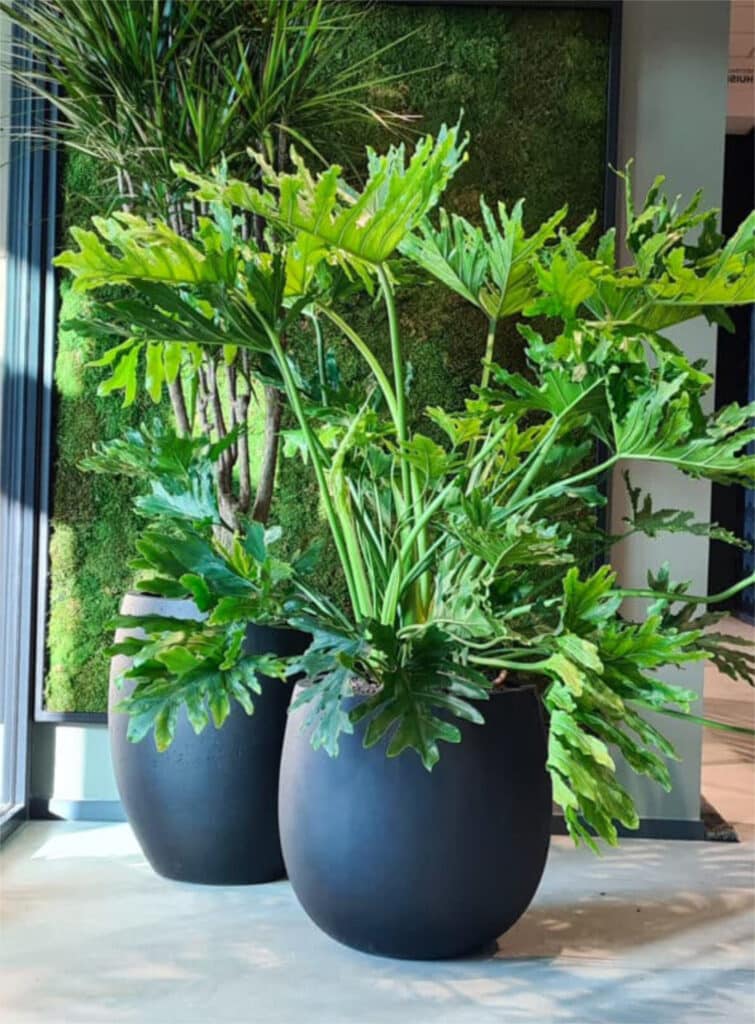 planten