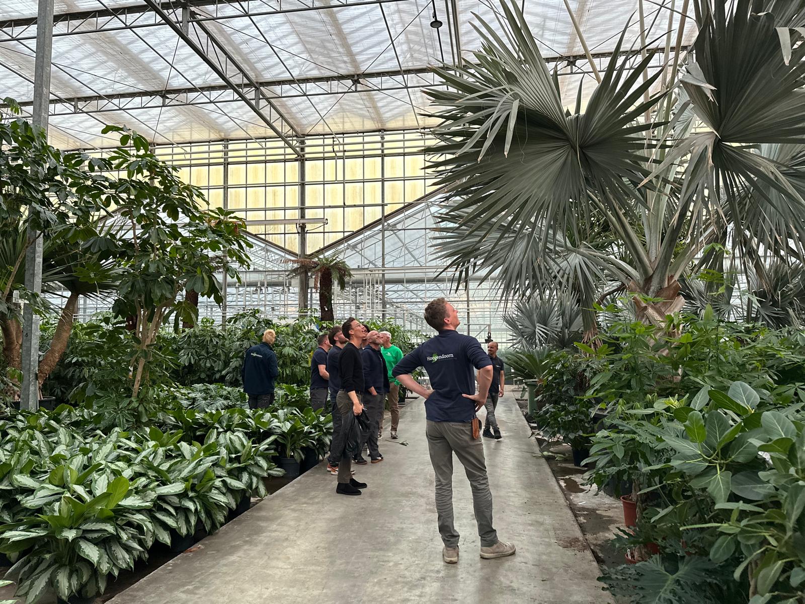 Indrukwekkende kantoorplanten
