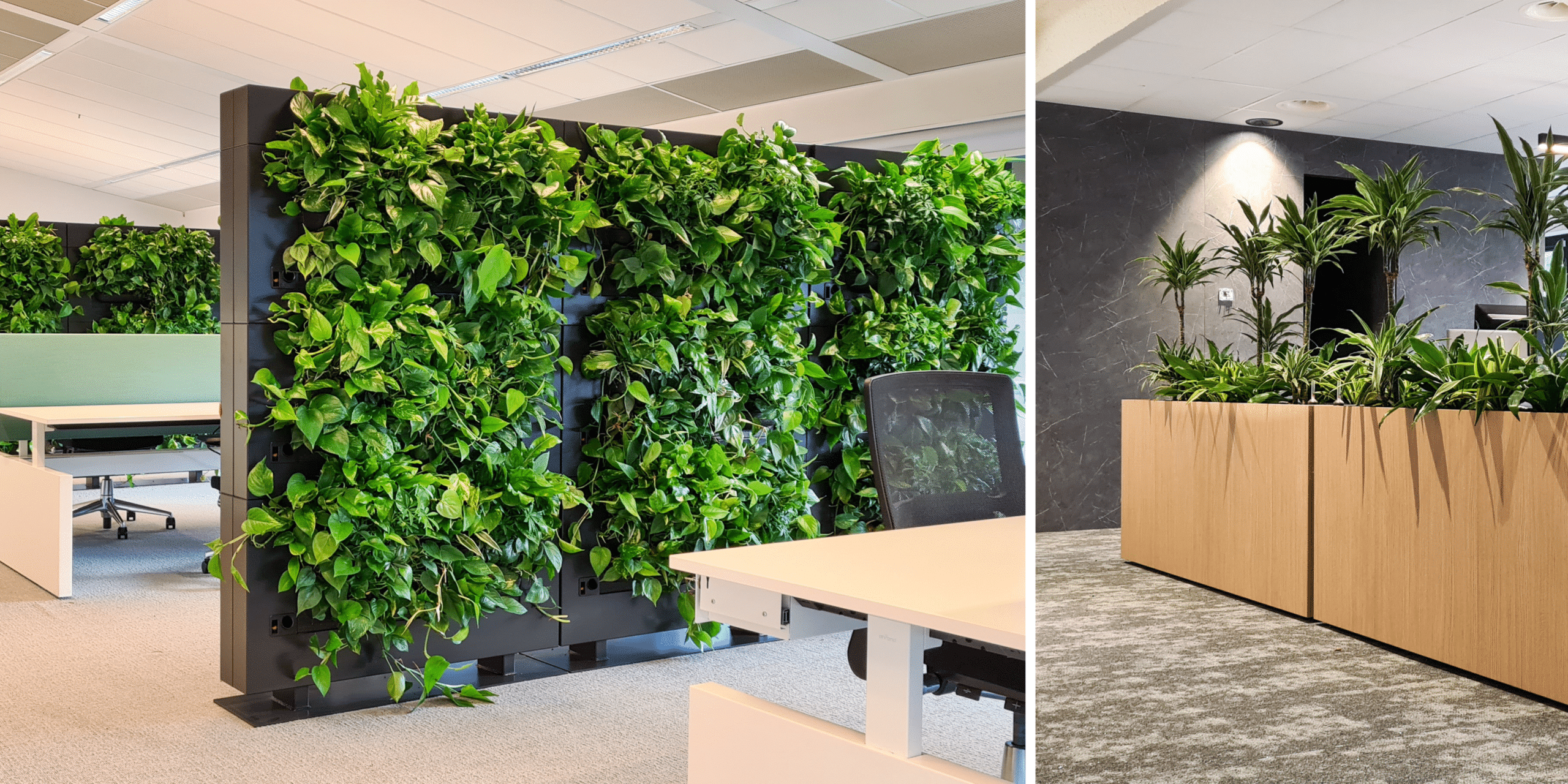 Plantenmuur en plantenbak als roomdivider op kantoor