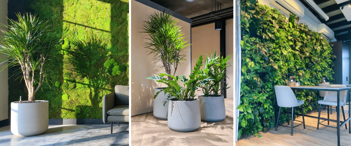 moswand en plantmuur interieurbeplanting groene werkomgeving plant en pot