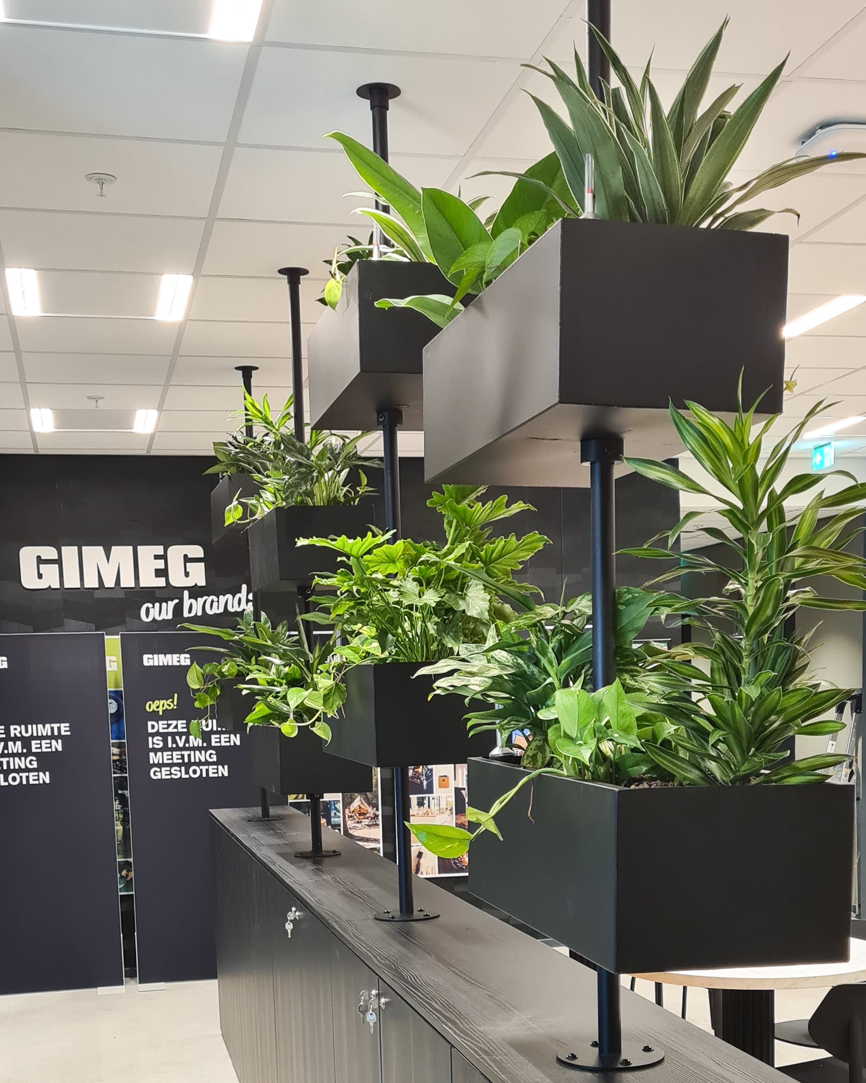 Gimeg
