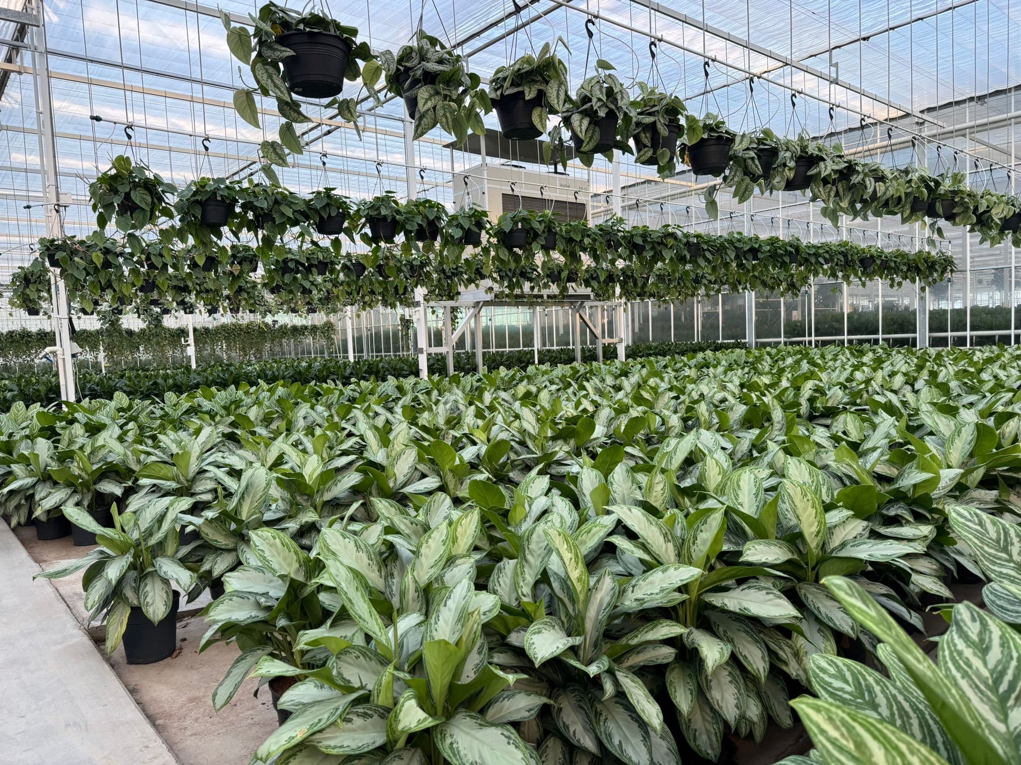 Interieurbeplanting hydrocultuur
