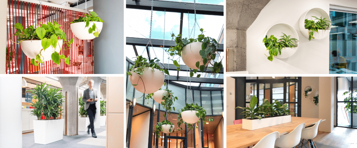 Ymere planten woningcorporatie hangschalen wallplanters