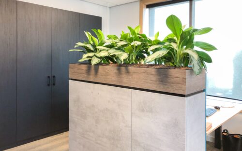 meubelbeplanting kast met Aglaonema