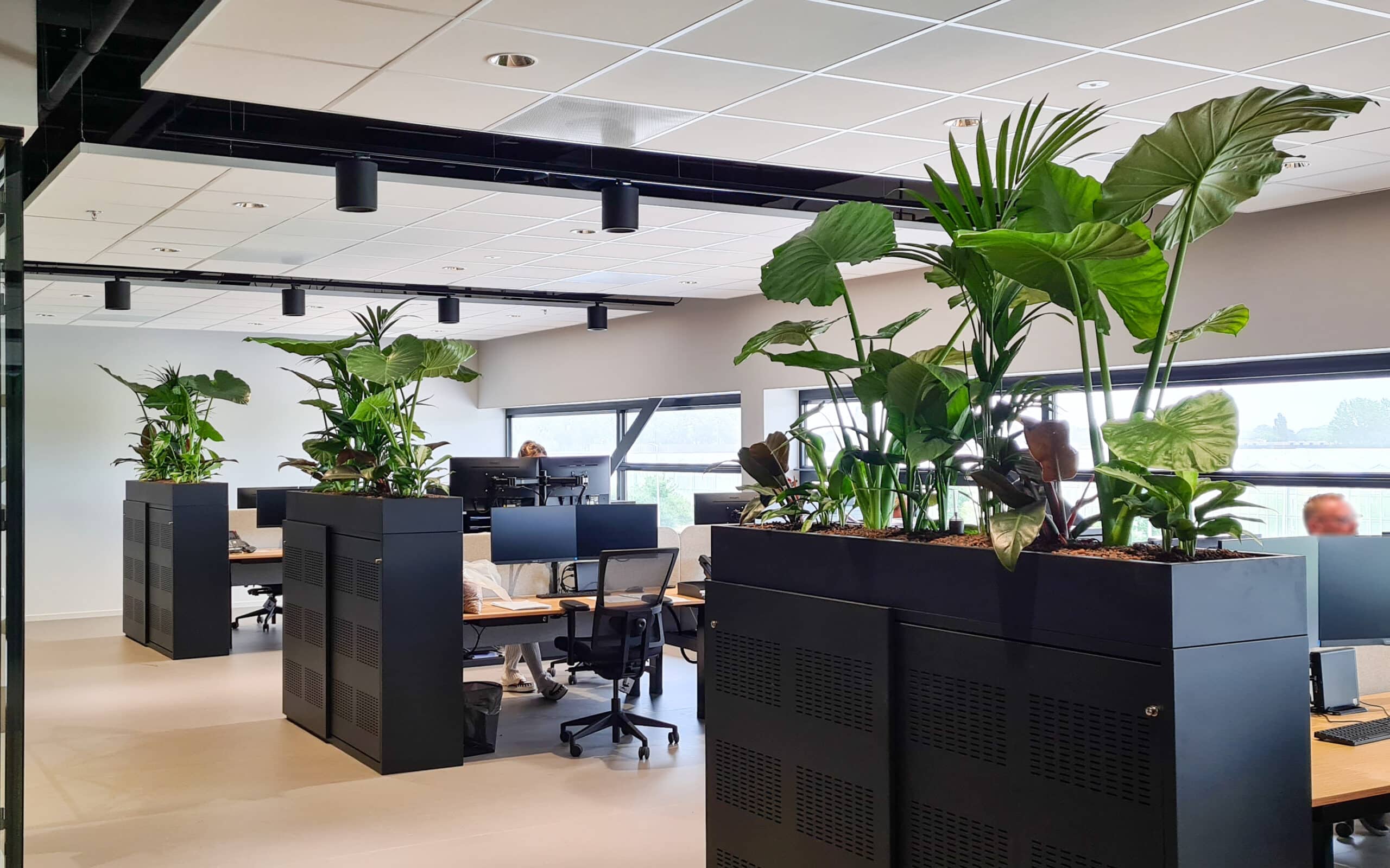 Alocasia, Aglaonema, Philodendron en Kentia in vaste bak bij Allround Cargo Handling (2)