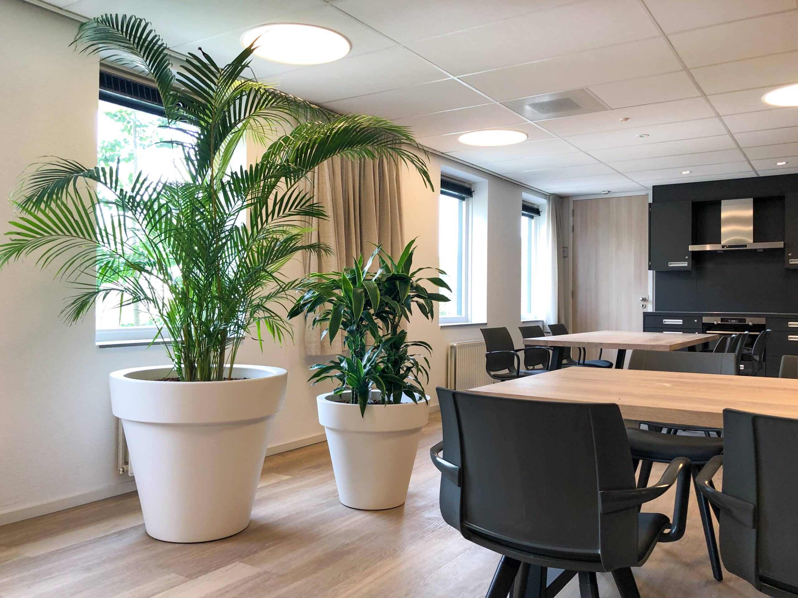 Areca en Dracaena arturo in Elho wit bij Arkin Vlaardingenlaan (2)