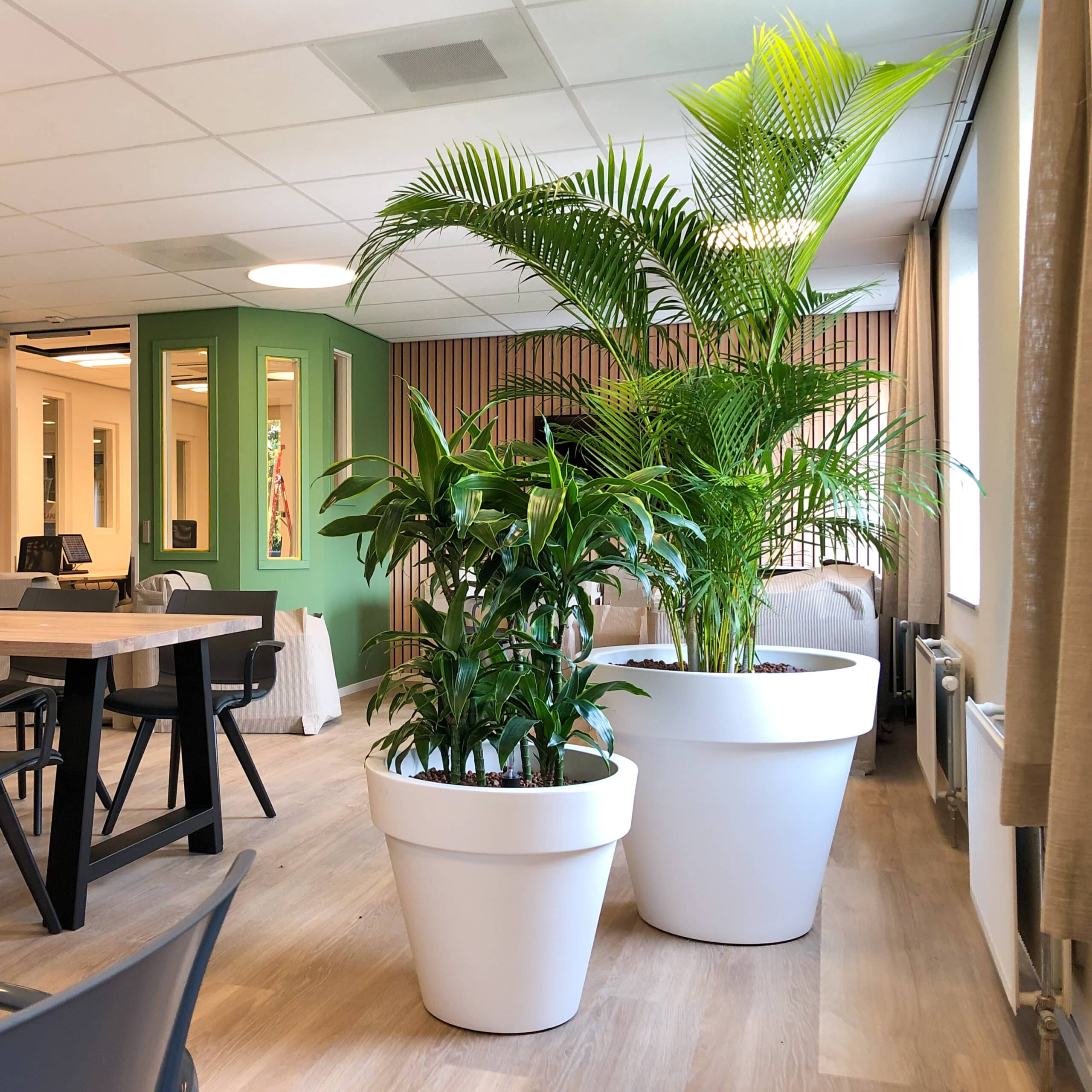 Areca en Dracaena arturo in Elho wit bij Arkin Vlaardingenlaan