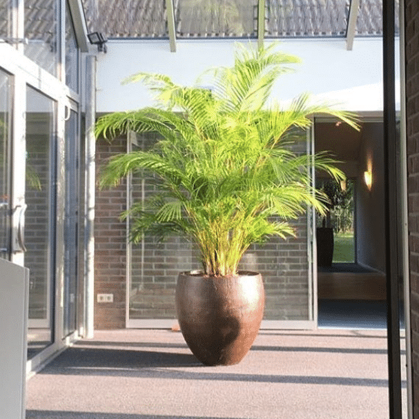 Grote Areca op kantoor