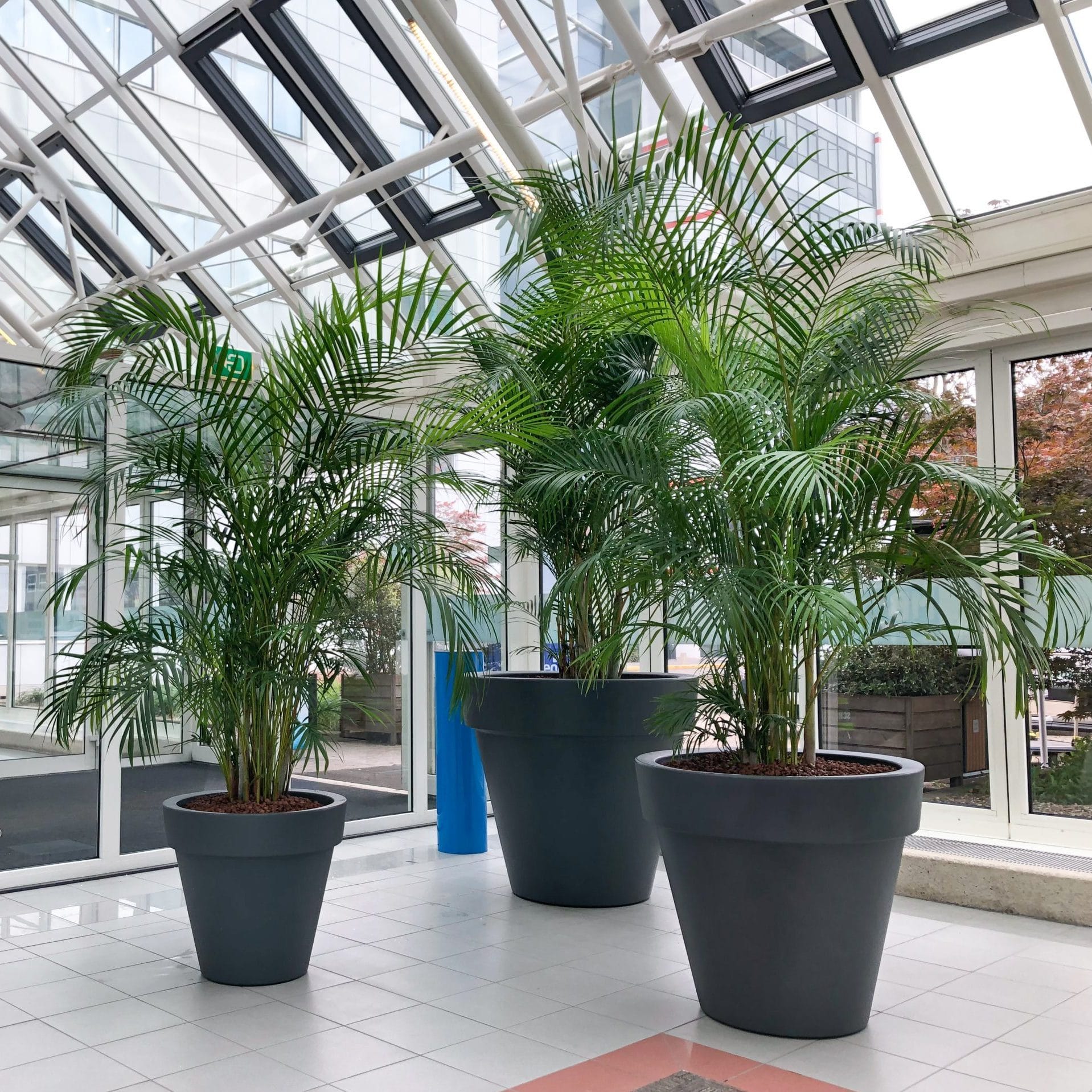 grote kantoorbomen
