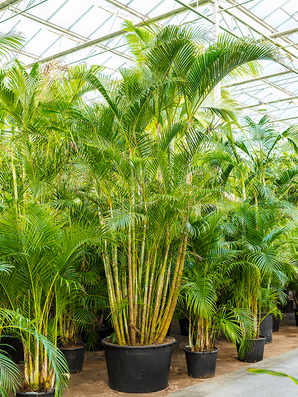 Areca lutescens