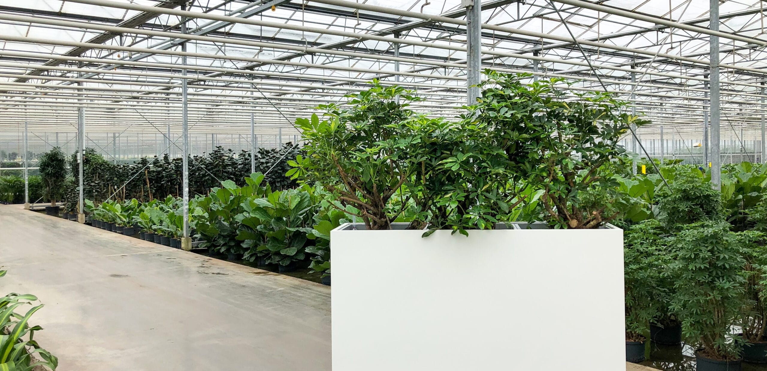 Luchtzuiverende plantenbak