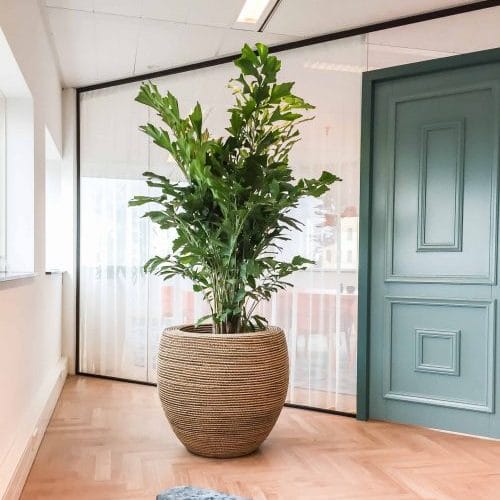 Kantoorplant van augustus 2020
