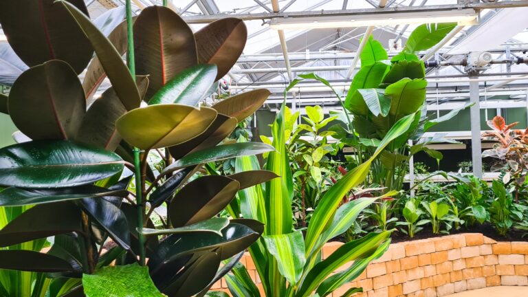 Close-up van de planten in de kas van middelbare school in Naarden