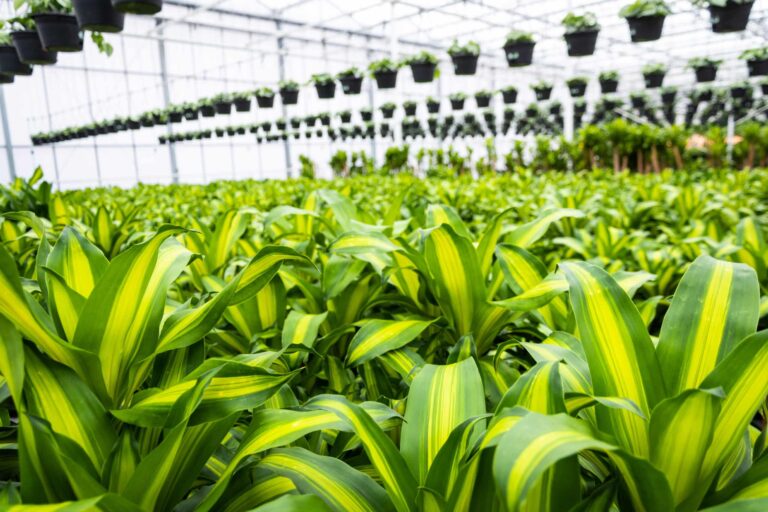 Kwekerij hydrocultuur planten