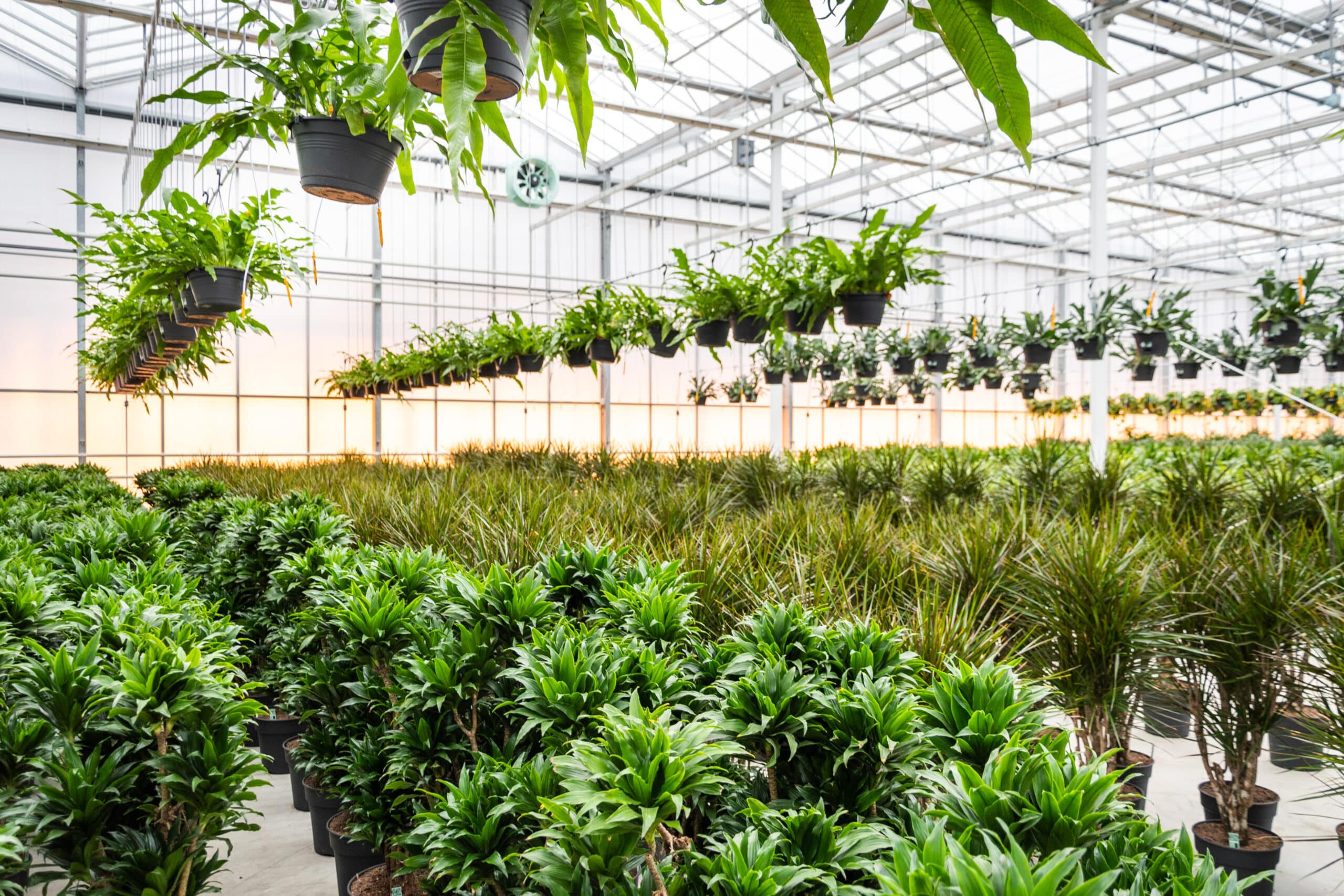 Hydrocultuur beplanting