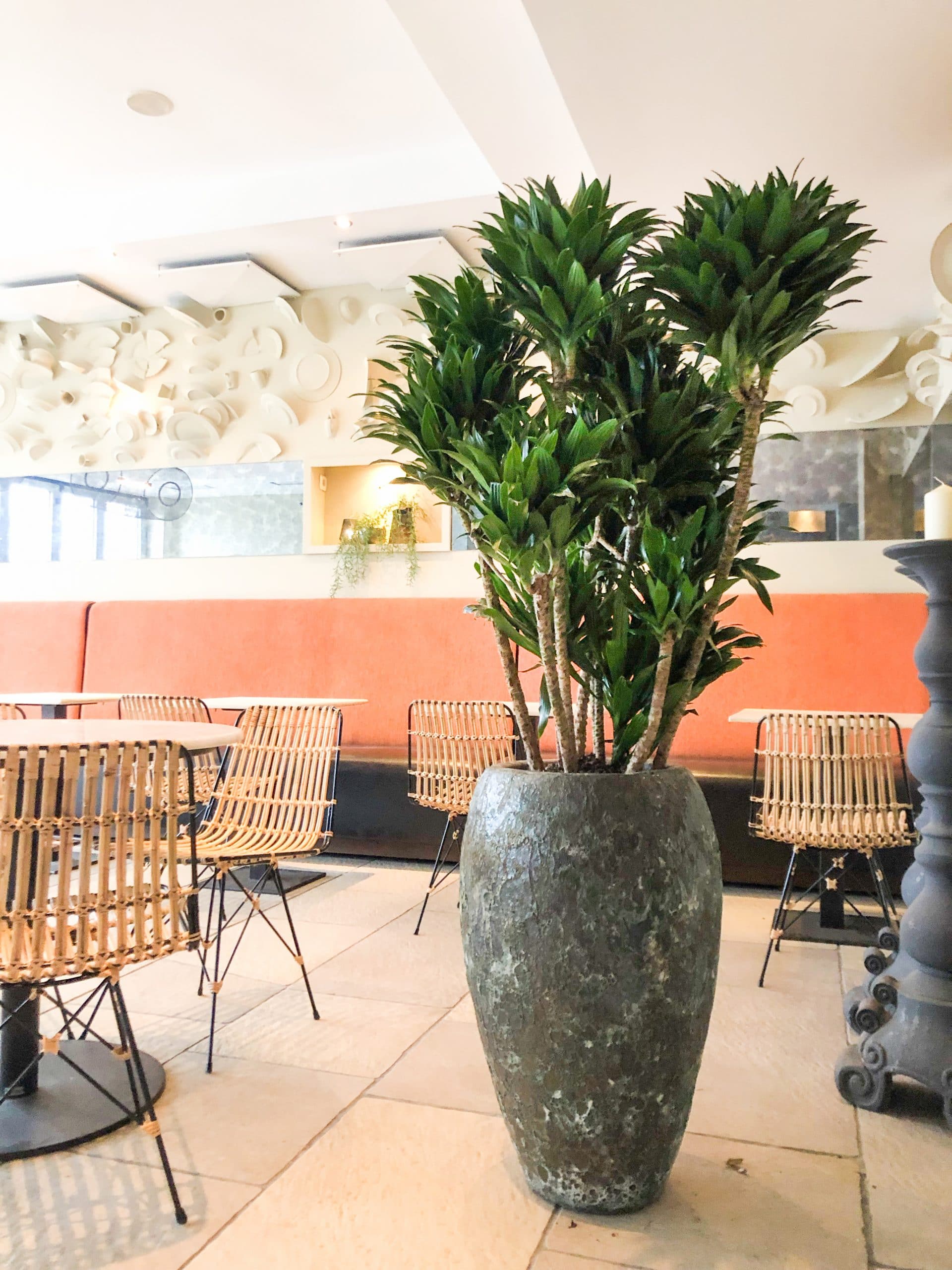 Spectaculaire plant in restaurant