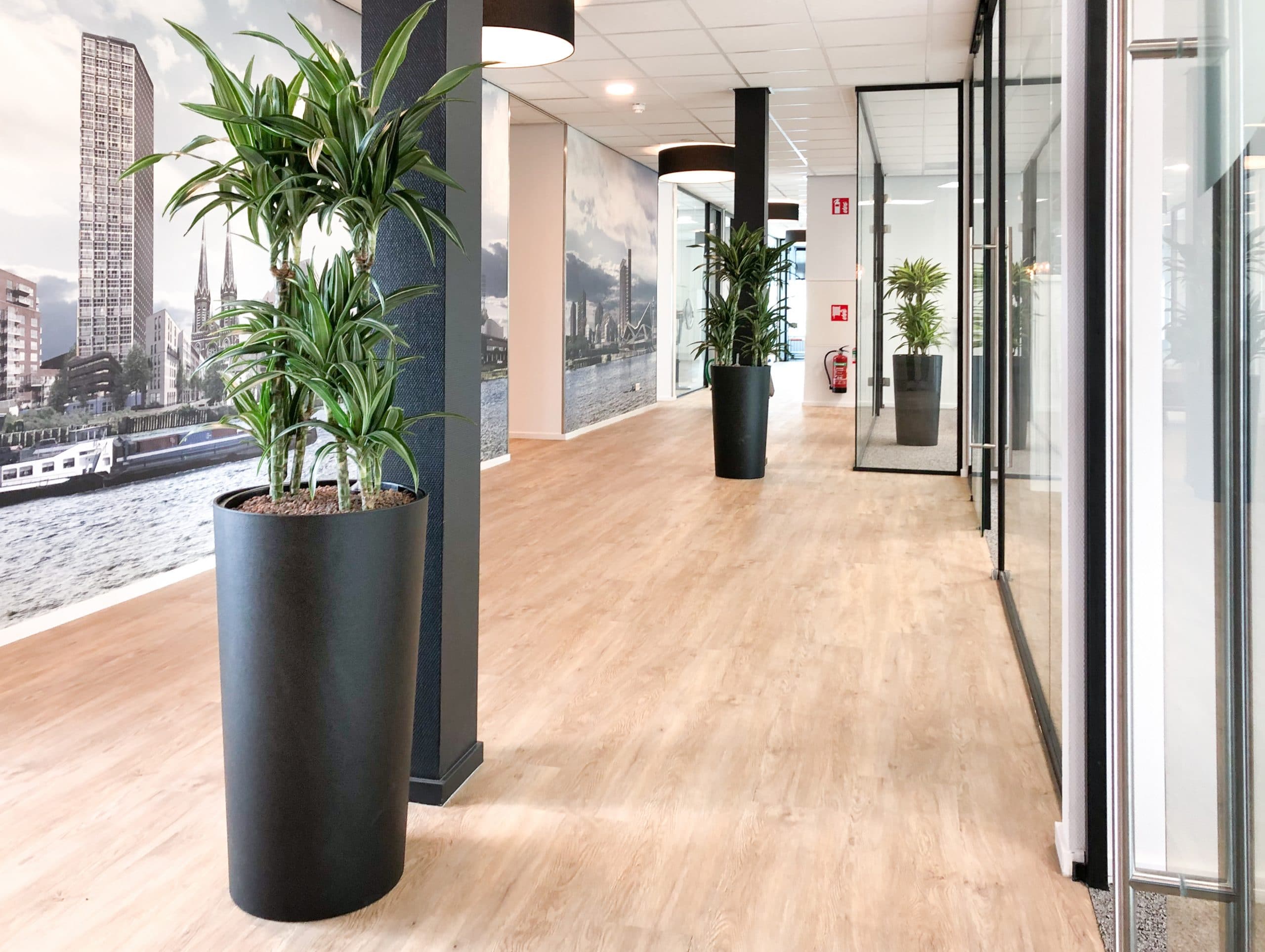 De perfecte plant voor kantoor