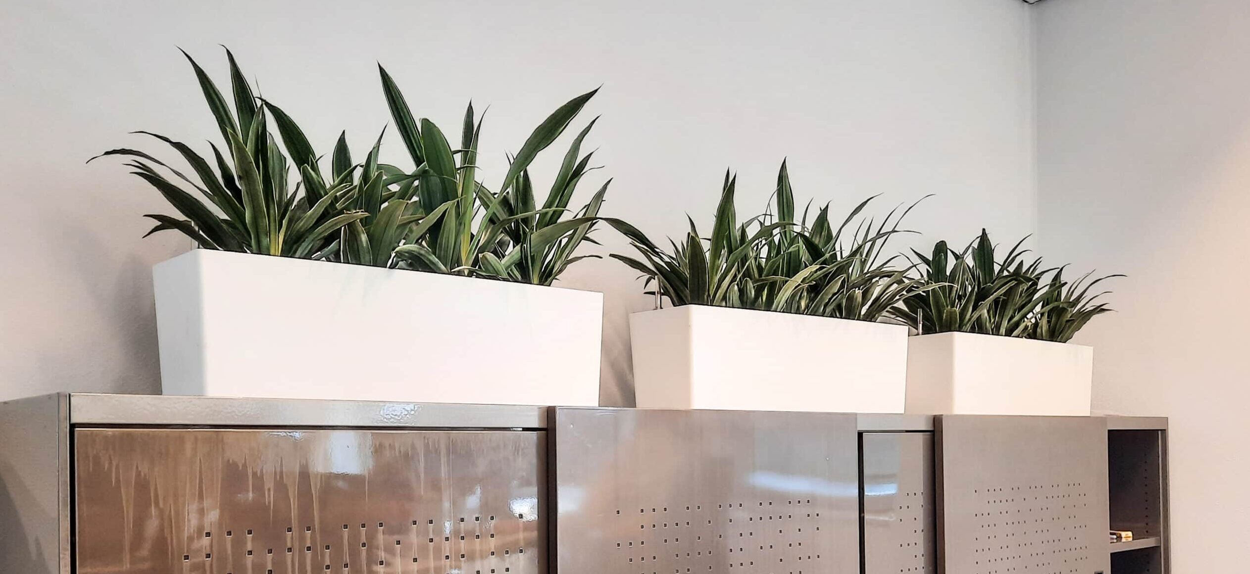 Dracaena deremensis op kast in kantoor Arkin