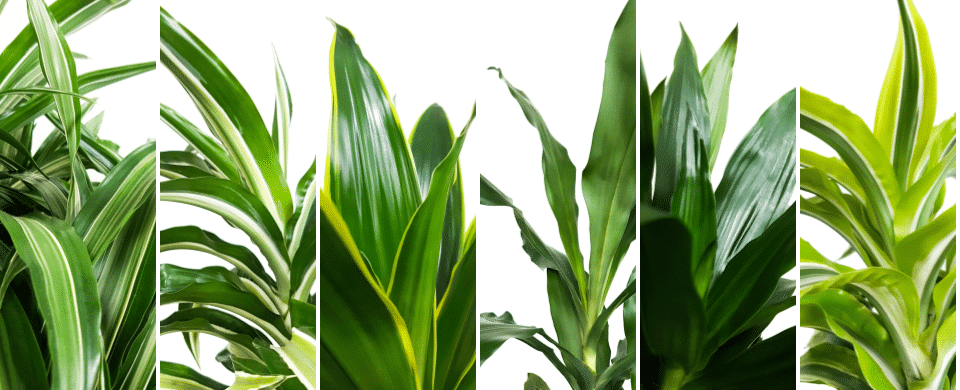 blad details van dracaena soorten
