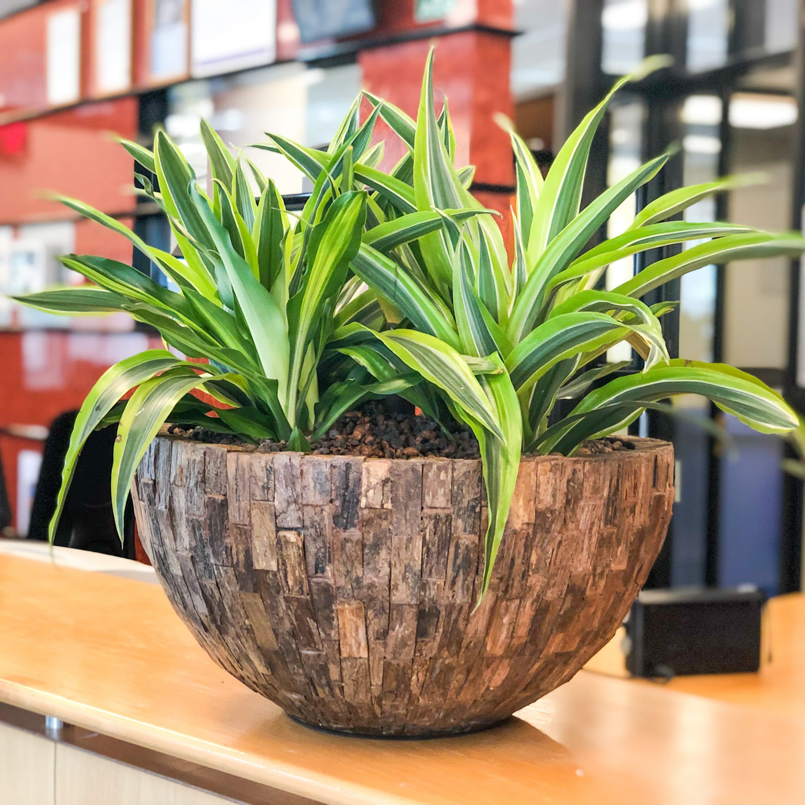Dracaena voor op de balie
