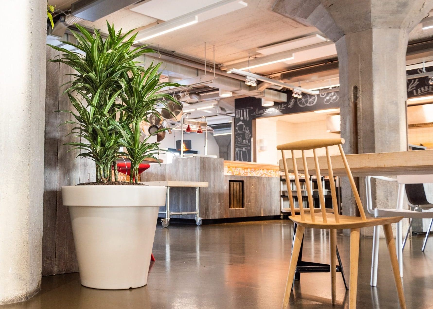 Grote Dracaena in kantine in witte elho plantenbak