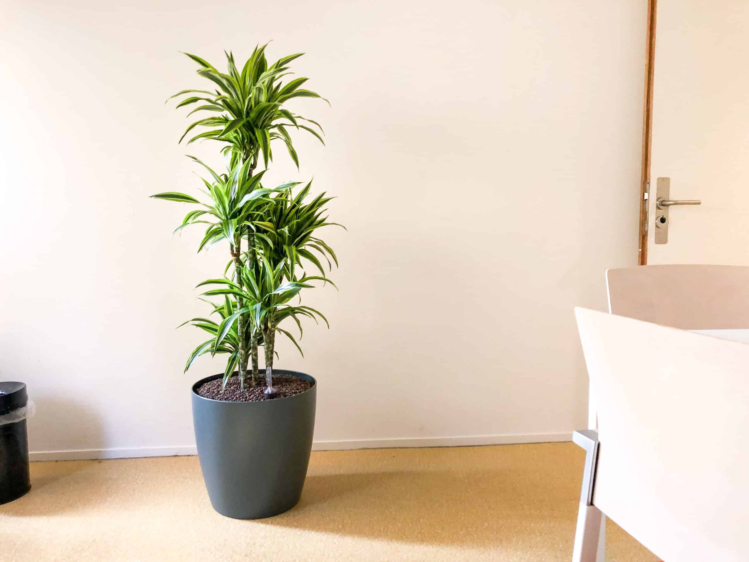 Dracaena in Phoenix grijs bij Arkin (2)