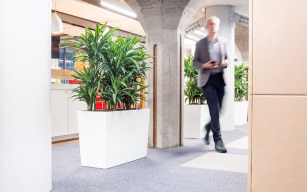 gezonde plantenbak op kantoor