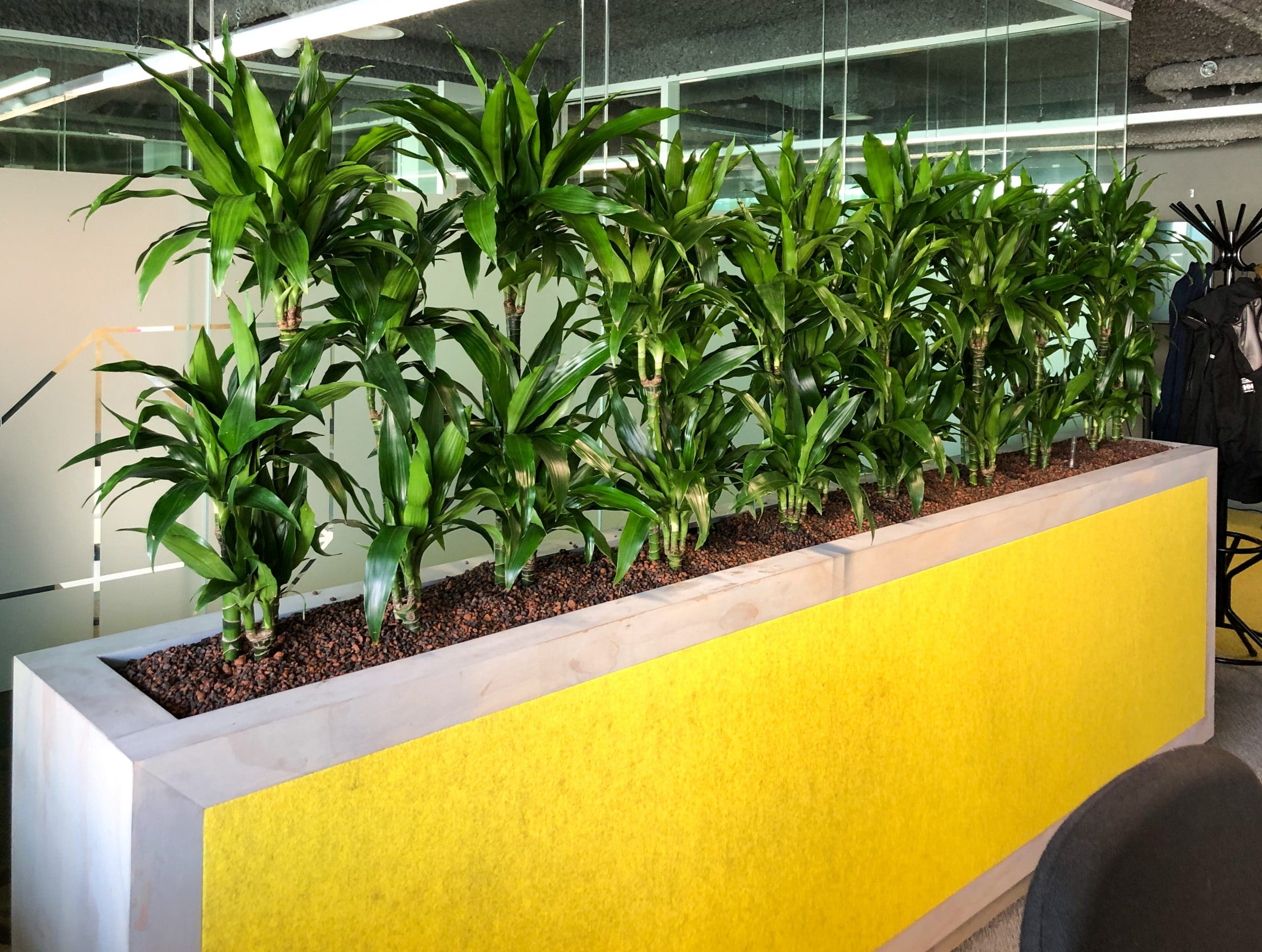 De kantoorplant van februari 2020 is de Dracaena