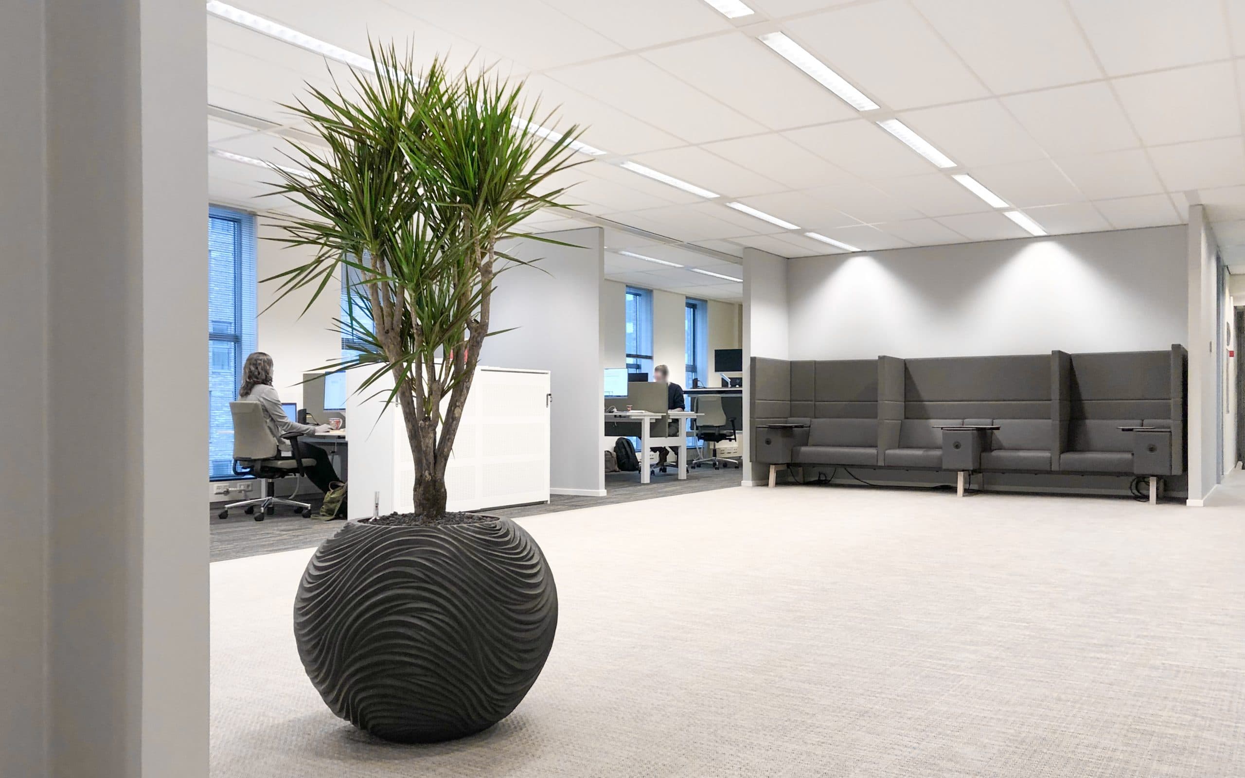 Grote Dracaena in plantenbak op kantoor