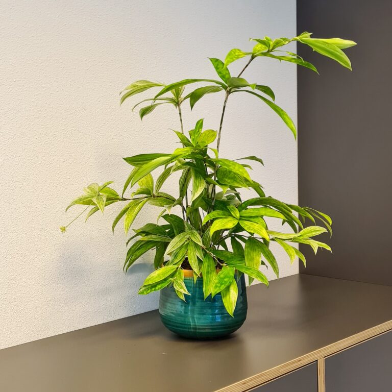 Dracaena surculosa op kantoor bij Ressort wonen