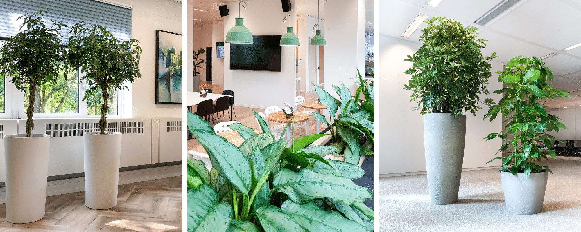 Feng shui planten