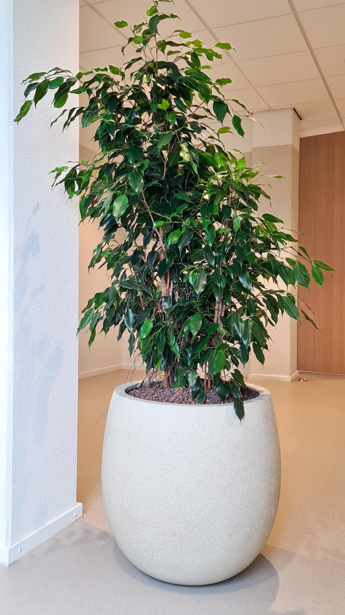 Ficus benjamina in composiet plantenbak bij Arkin