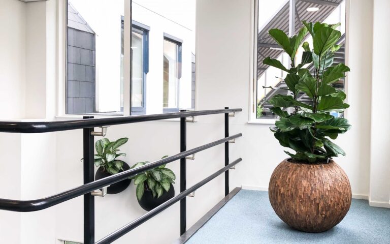 Kantoorplant van de maand januari de ficus lyrata