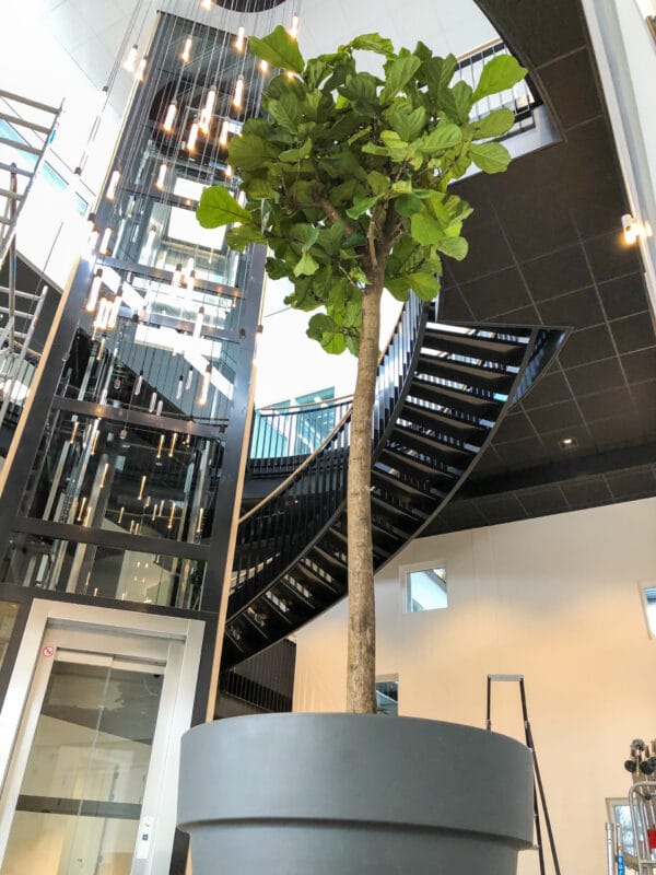 Grote ficus op kantoor kantoortrends 2021