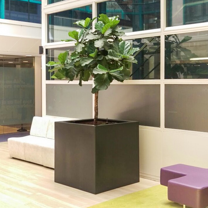 Ficus lyrata in Polycube bij Arkin (2)