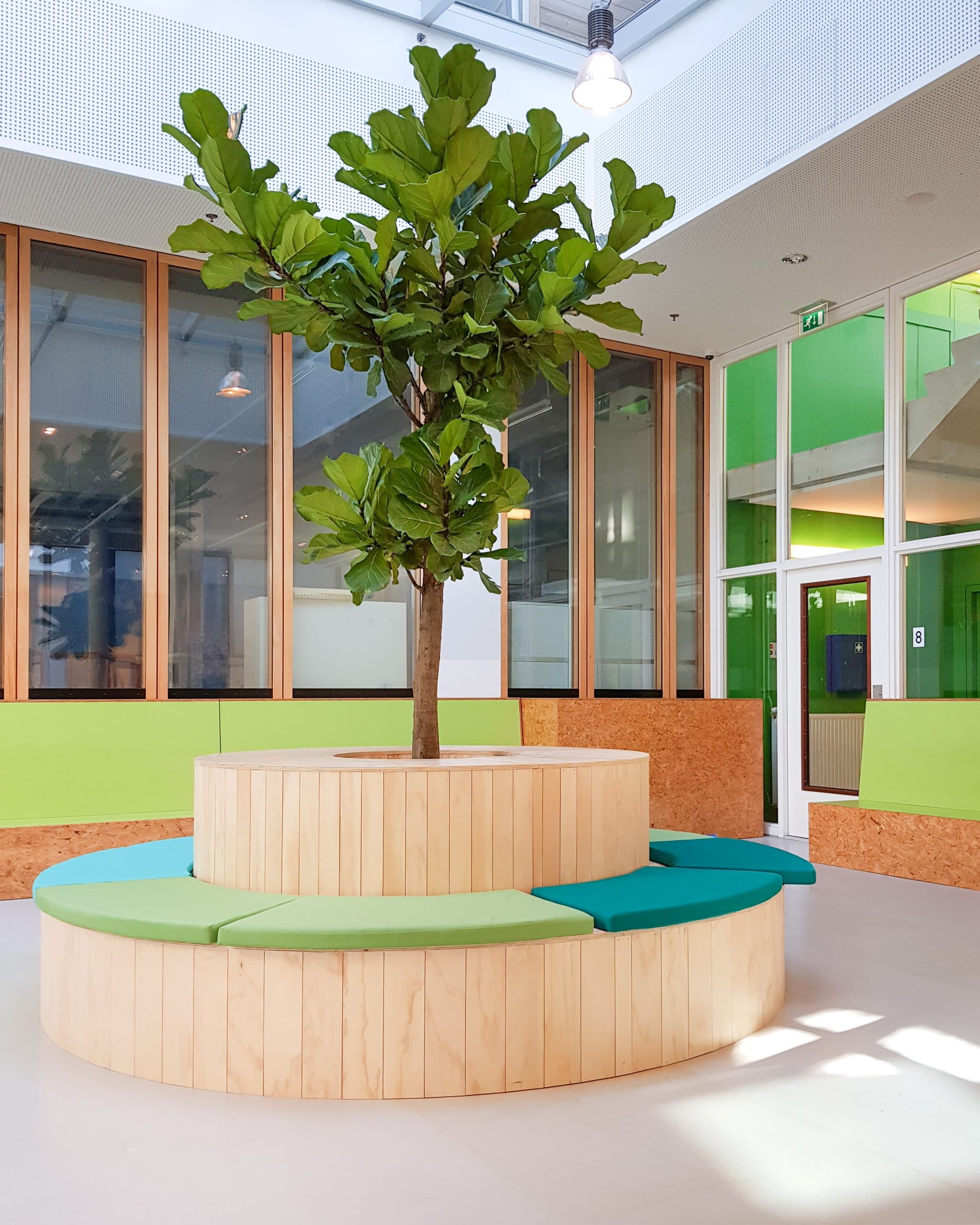 Ficus lyrata in entree