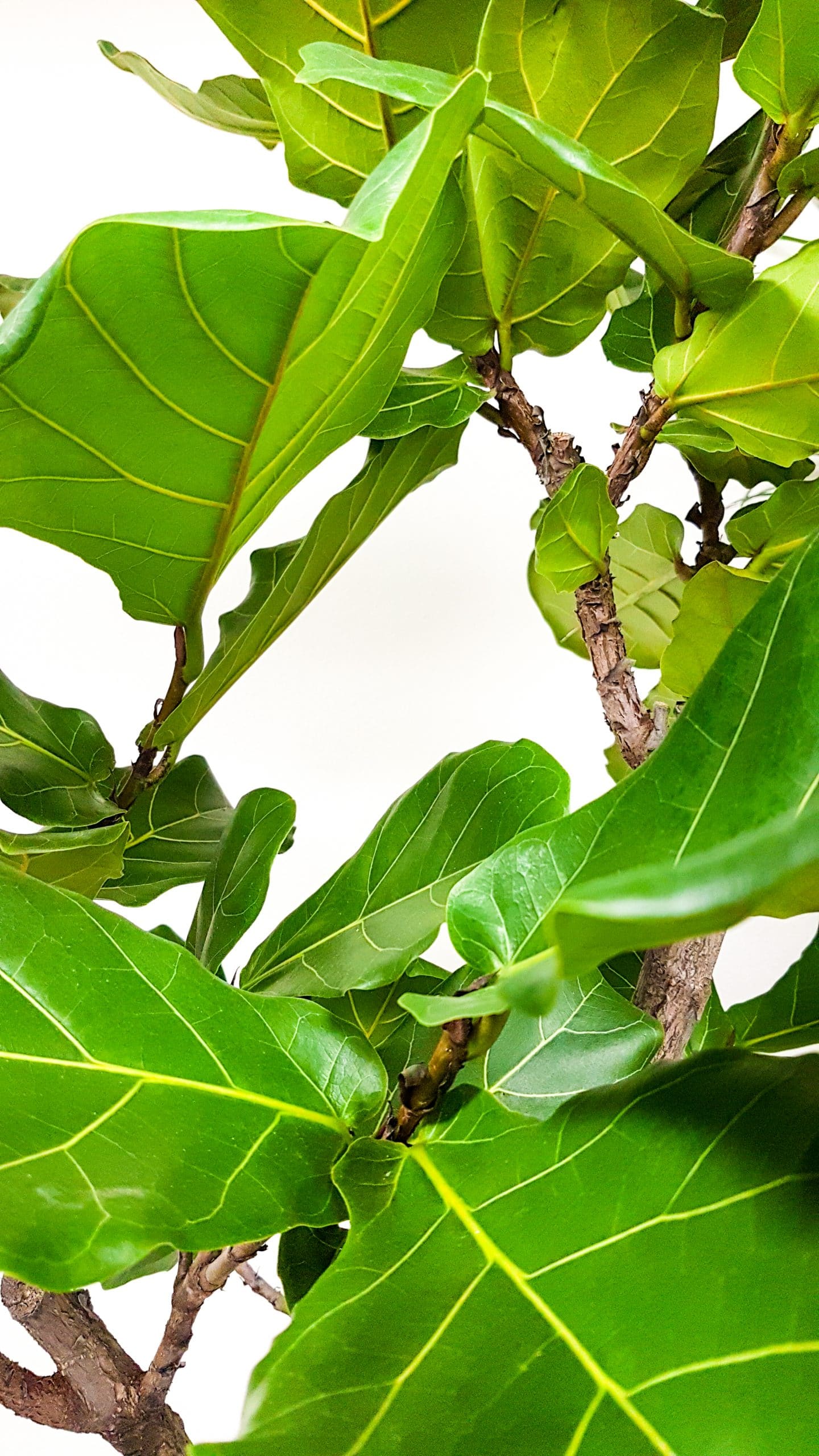 De ficus lyrata vioolvormige bladeren close-up