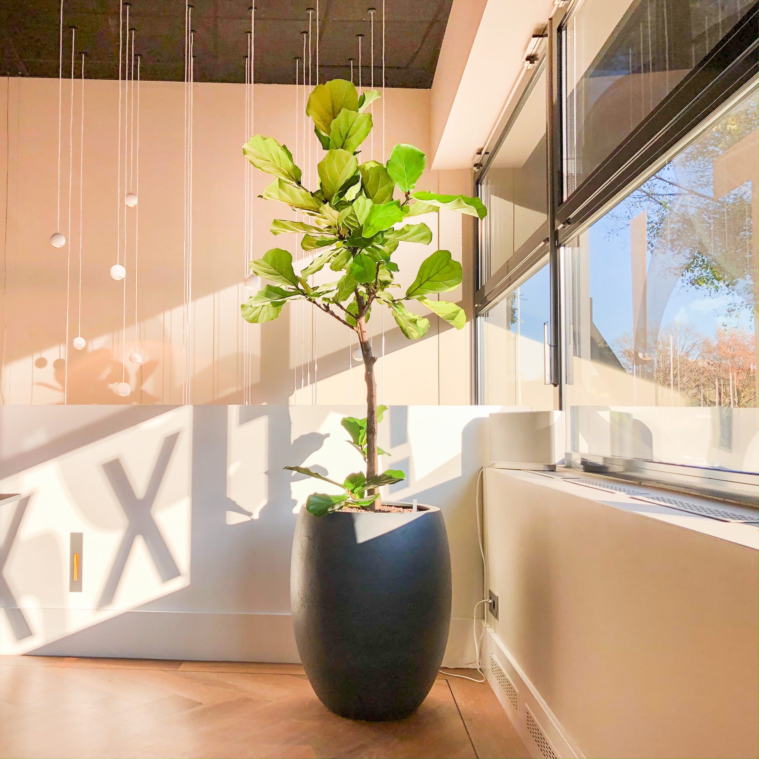 De kantoorplant van de maand januari de ficus lyrata