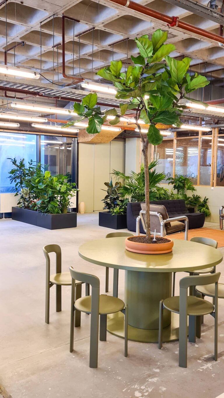 Ficus Lyrata boom op tafel bij Source in Amsterdam geestelijke gezondheidszorg