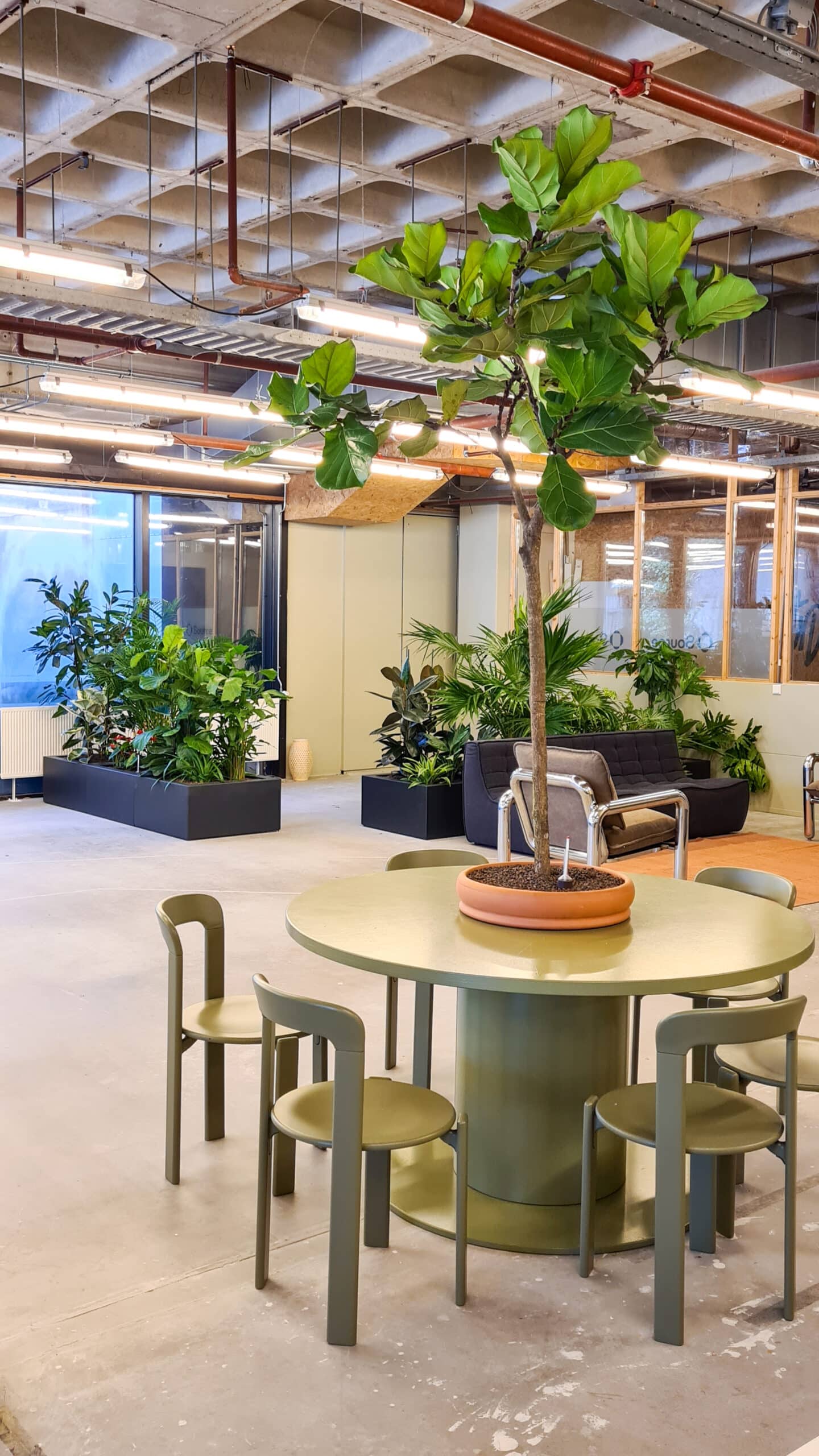 Ficus lyrata op stam op tafel bij Source.ag 1410