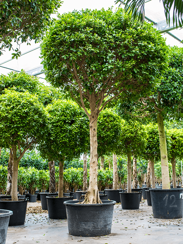 Ficus nitida groot