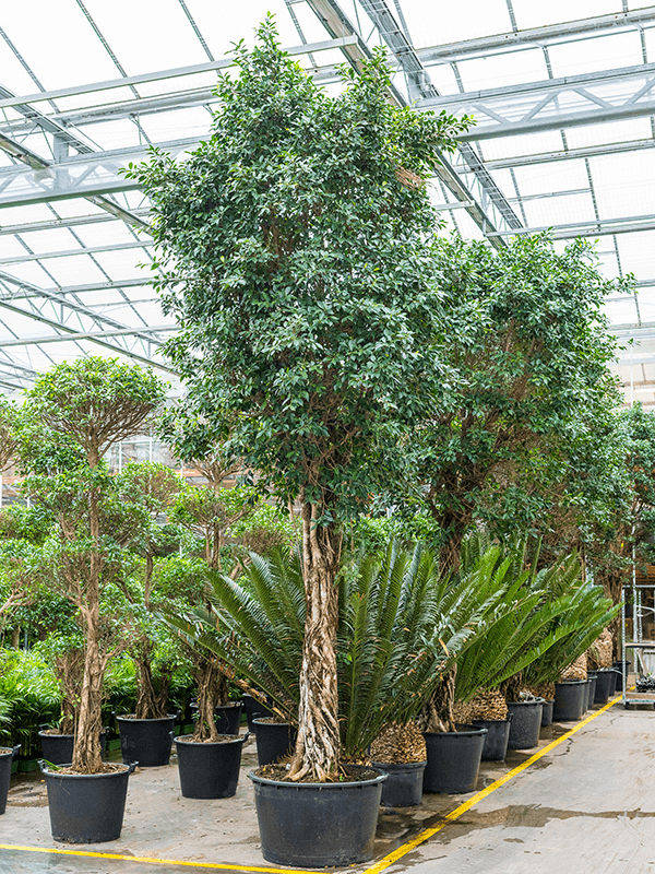 Ficus nitida kantoorboom