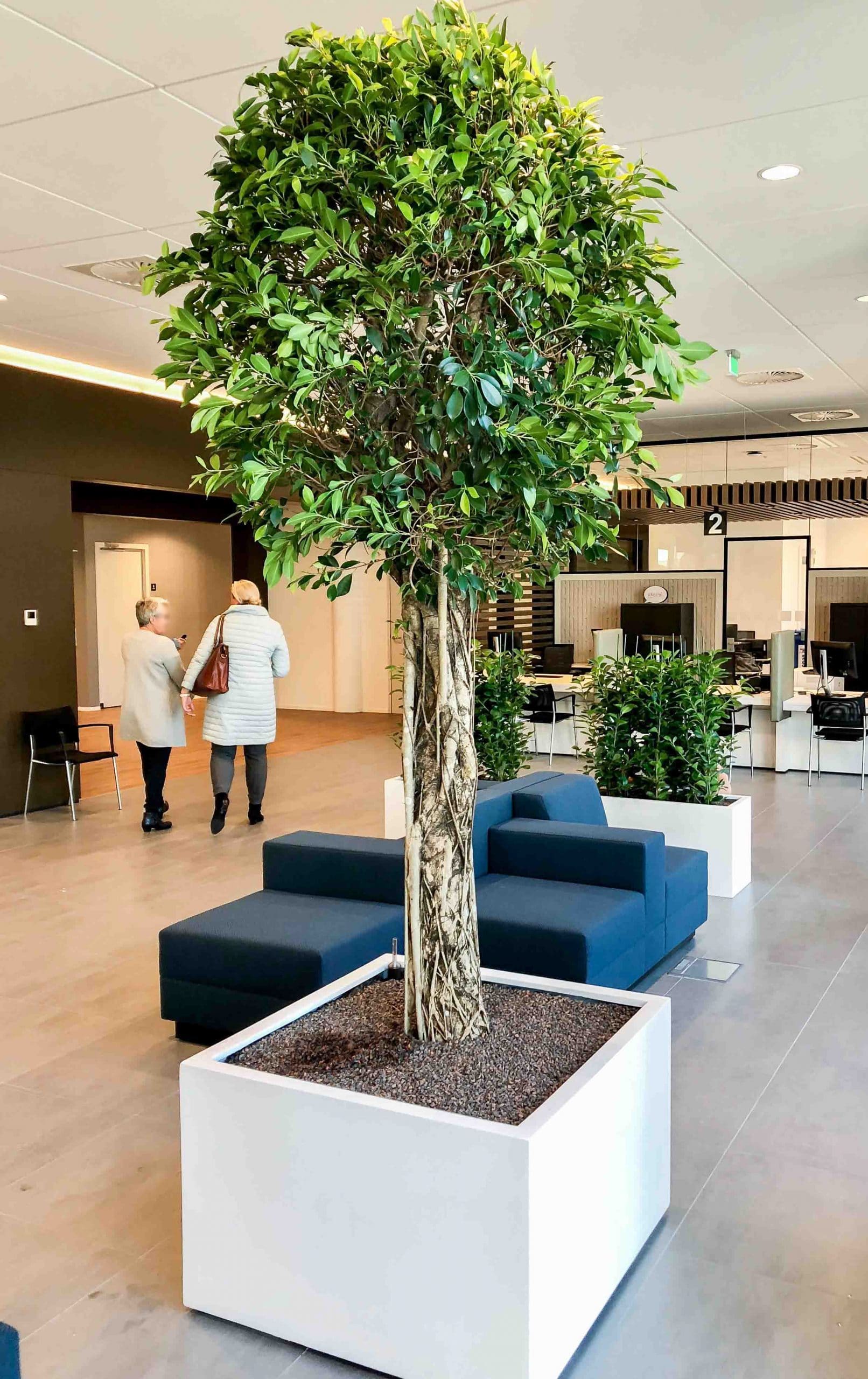 Ficus nititda grote kantoorboom