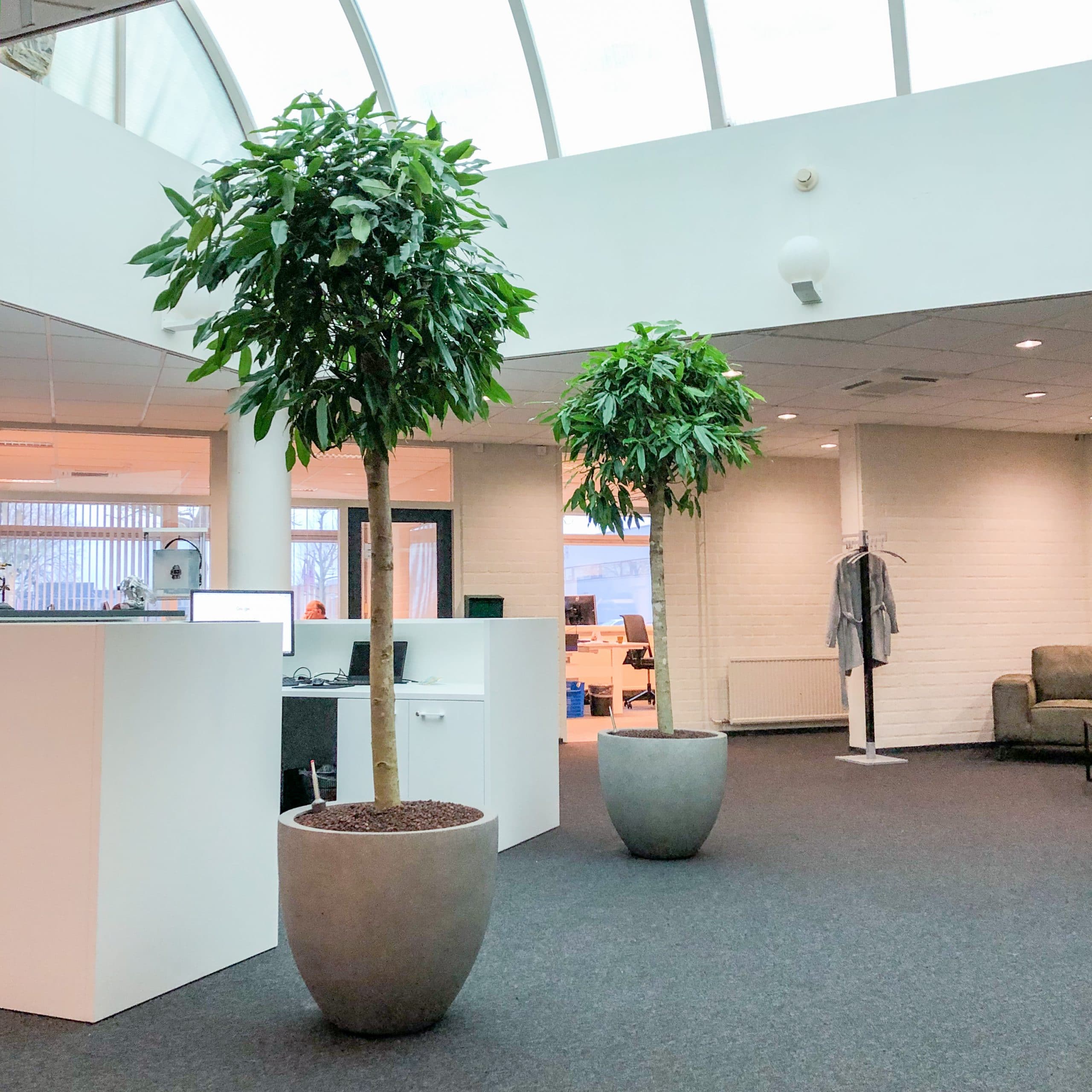 Ficus op stam kantoor boom