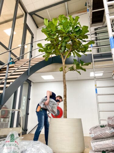 Grote boom plaatsen
