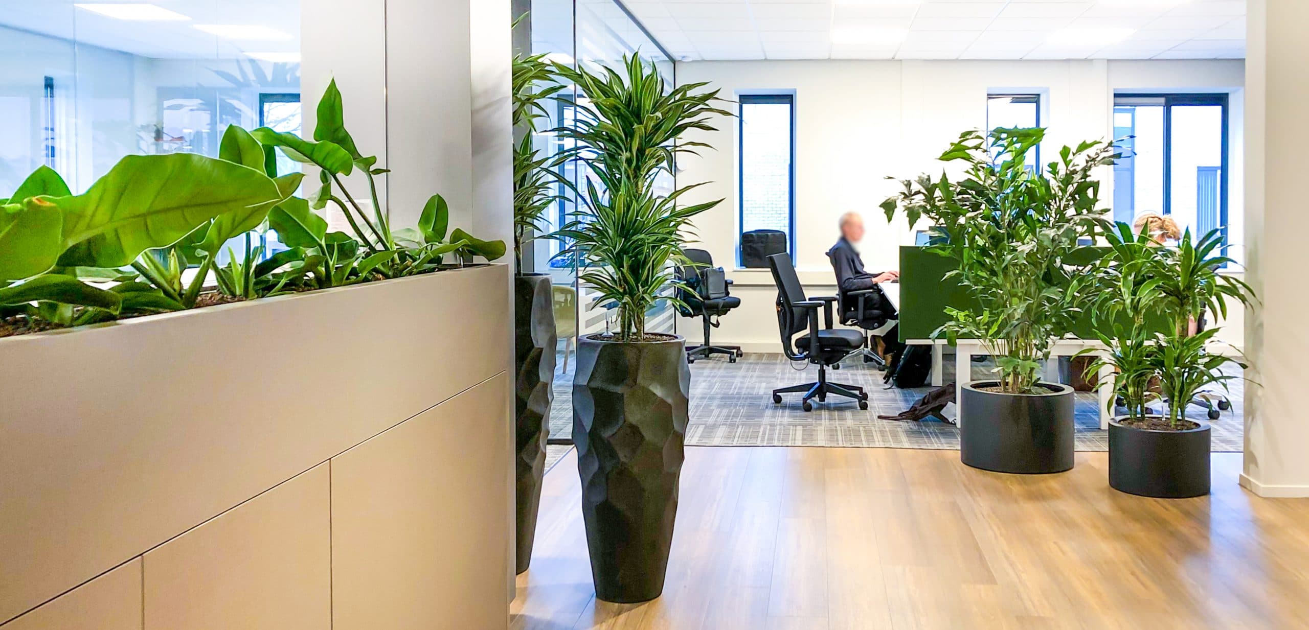 Gezonde planten op kantoor
