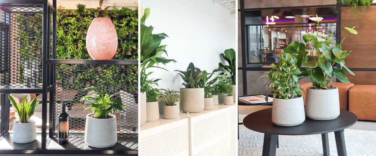 HP - stijvolle interieurbeplanting