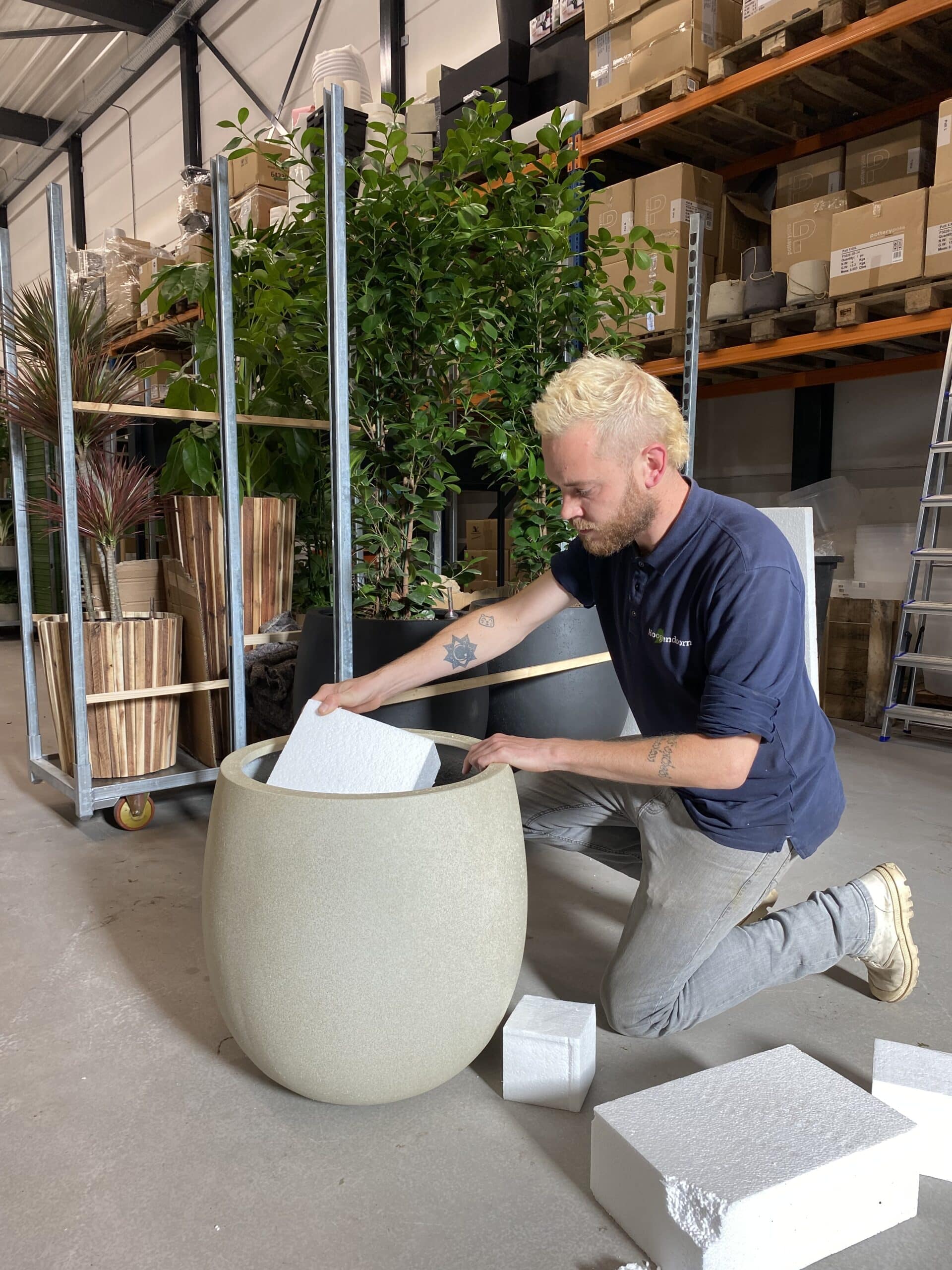Plant in pot