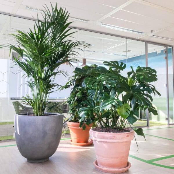 Grote planten Amsterdam