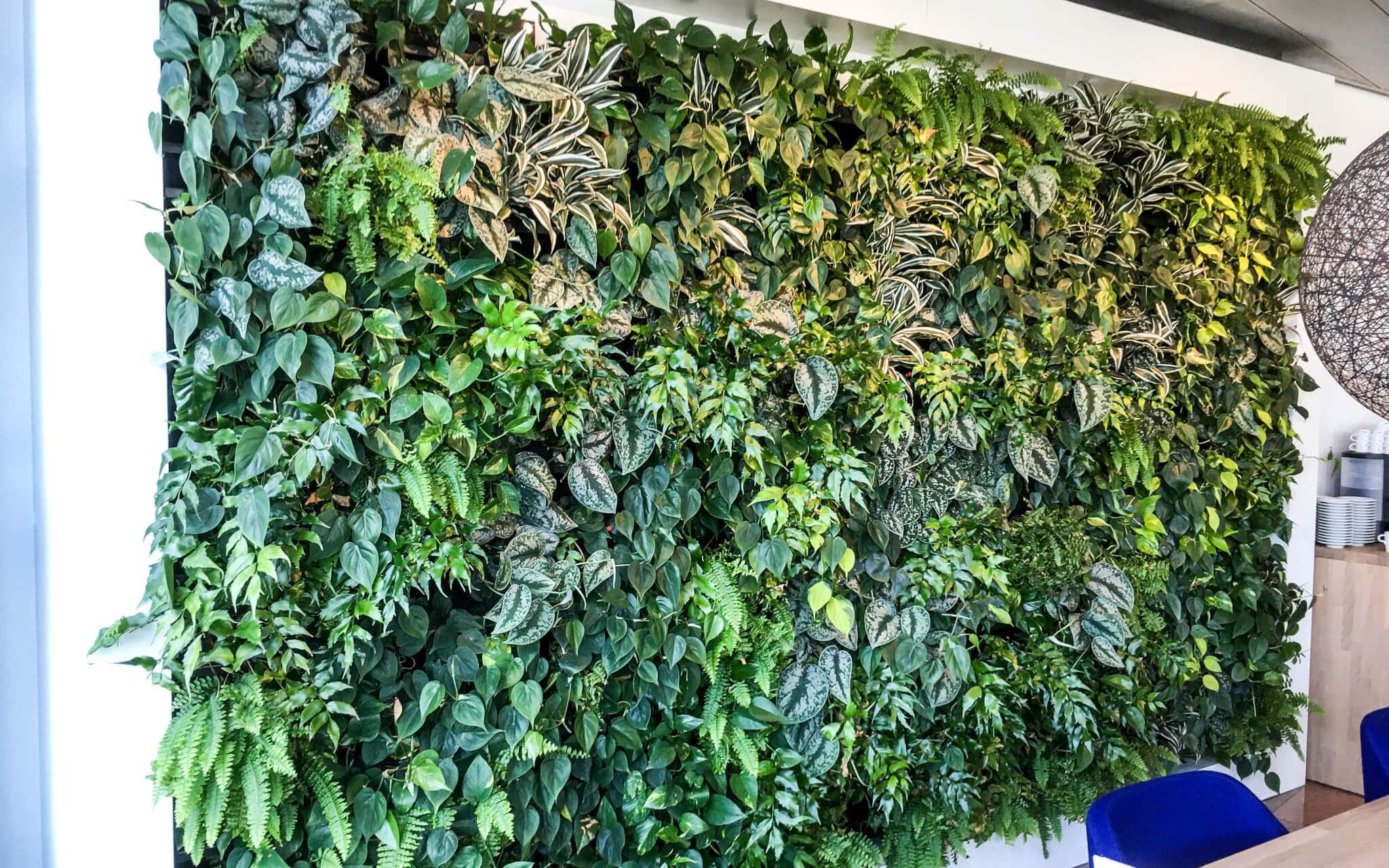 Plantenwand